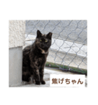 猫ちゃんたち休憩ですよ〜（個別スタンプ：11）