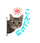 猫のすたんぷ。。。6（個別スタンプ：2）