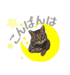 猫のすたんぷ。。。6（個別スタンプ：3）