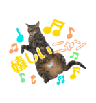 猫のすたんぷ。。。6（個別スタンプ：5）