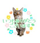 猫のすたんぷ。。。6（個別スタンプ：6）