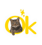 猫のすたんぷ。。。6（個別スタンプ：7）