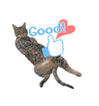猫のすたんぷ。。。6（個別スタンプ：8）
