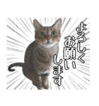 猫のすたんぷ。。。6（個別スタンプ：9）