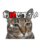 猫のすたんぷ。。。6（個別スタンプ：10）