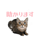 猫のすたんぷ。。。6（個別スタンプ：11）