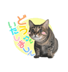 猫のすたんぷ。。。6（個別スタンプ：13）