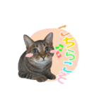 猫のすたんぷ。。。6（個別スタンプ：14）