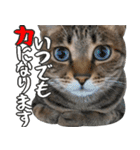 猫のすたんぷ。。。6（個別スタンプ：15）