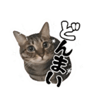 猫のすたんぷ。。。6（個別スタンプ：16）