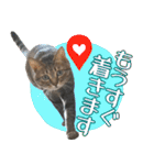猫のすたんぷ。。。6（個別スタンプ：17）