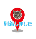 猫のすたんぷ。。。6（個別スタンプ：19）