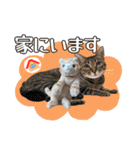 猫のすたんぷ。。。6（個別スタンプ：20）