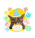 猫のすたんぷ。。。6（個別スタンプ：21）