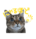 猫のすたんぷ。。。6（個別スタンプ：25）