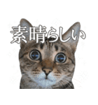 猫のすたんぷ。。。6（個別スタンプ：26）