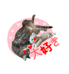猫のすたんぷ。。。6（個別スタンプ：27）