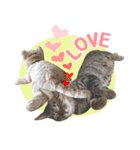 猫のすたんぷ。。。6（個別スタンプ：28）