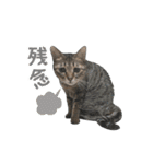 猫のすたんぷ。。。6（個別スタンプ：29）