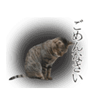 猫のすたんぷ。。。6（個別スタンプ：31）