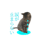 猫のすたんぷ。。。6（個別スタンプ：32）
