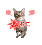 猫のすたんぷ。。。6（個別スタンプ：33）