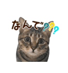 猫のすたんぷ。。。6（個別スタンプ：34）