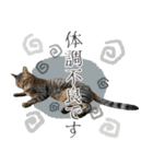猫のすたんぷ。。。6（個別スタンプ：35）