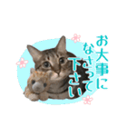 猫のすたんぷ。。。6（個別スタンプ：36）