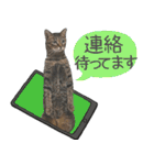 猫のすたんぷ。。。6（個別スタンプ：37）