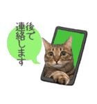 猫のすたんぷ。。。6（個別スタンプ：38）