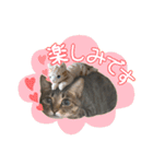 猫のすたんぷ。。。6（個別スタンプ：39）