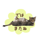 猫のすたんぷ。。。6（個別スタンプ：40）