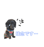 愛犬クク（個別スタンプ：1）
