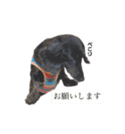 愛犬クク（個別スタンプ：2）