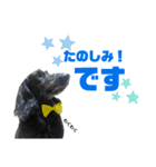 愛犬クク（個別スタンプ：3）