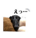 愛犬クク（個別スタンプ：4）