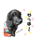 愛犬クク（個別スタンプ：5）