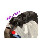 愛犬クク（個別スタンプ：6）
