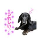 愛犬クク（個別スタンプ：9）