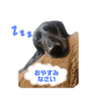 愛犬クク（個別スタンプ：12）