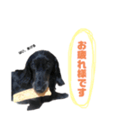 愛犬クク（個別スタンプ：14）