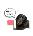 愛犬クク（個別スタンプ：15）