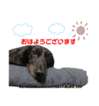 愛犬クク（個別スタンプ：16）