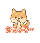 可愛い柴犬ずっと使える日常スタンプ（個別スタンプ：4）