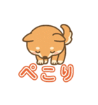 可愛い柴犬ずっと使える日常スタンプ（個別スタンプ：22）