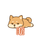 可愛い柴犬ずっと使える日常スタンプ（個別スタンプ：34）