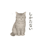 しれっというねこ（個別スタンプ：3）