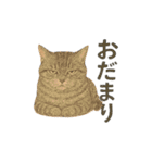 しれっというねこ（個別スタンプ：5）