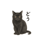 しれっというねこ（個別スタンプ：7）